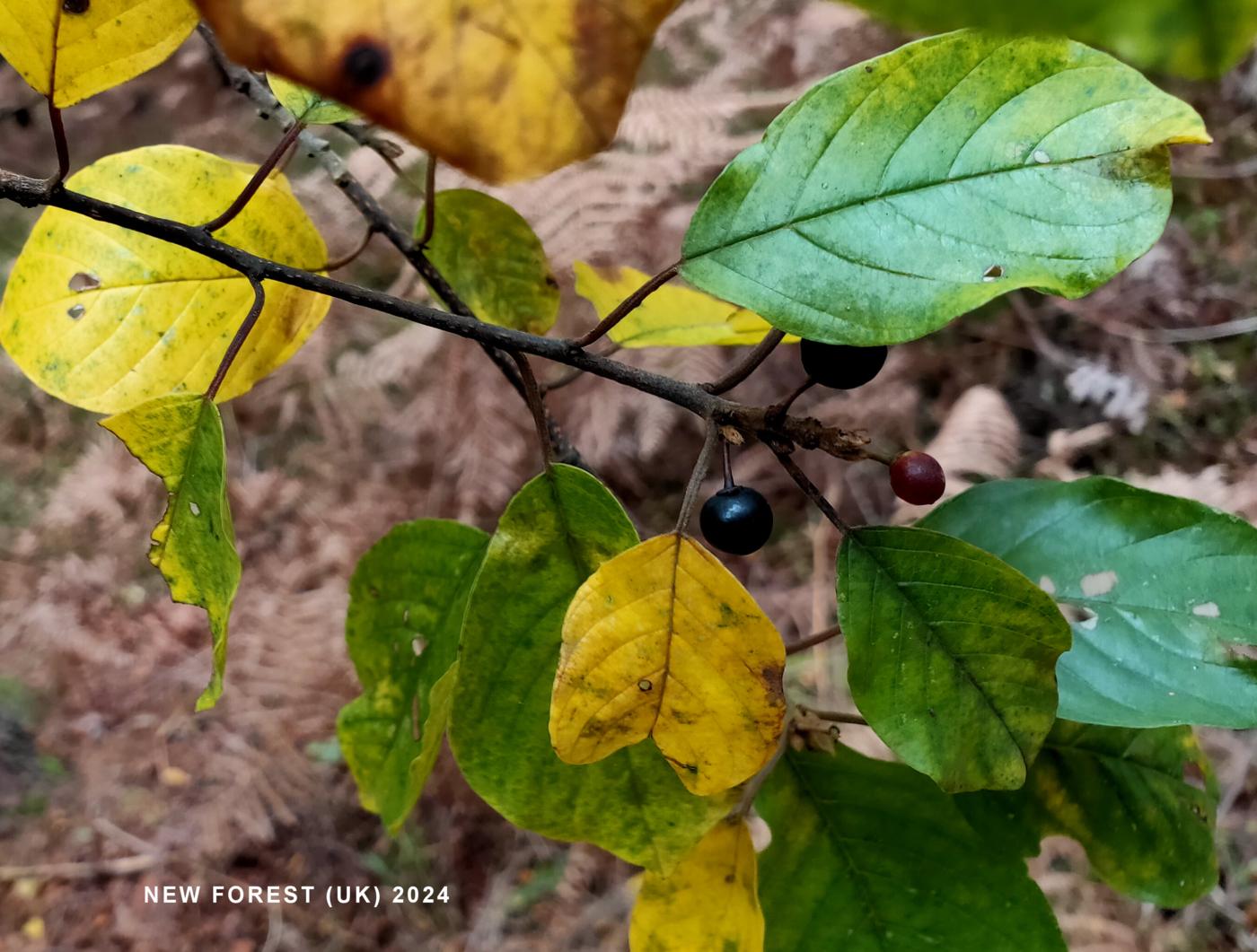 Alder Buckthorn fruit